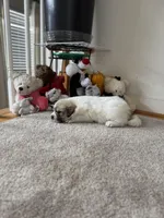 Chanel, a female Great Pyrenees for sale in Richmond, VA – Photo 4 of 4