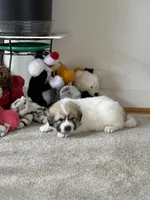 Chanel, a female Great Pyrenees for sale in Richmond, VA – Photo 2 of 4