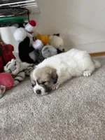 Chanel, a female Great Pyrenees for sale in Richmond, VA – Photo 3 of 4