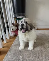 Chanel, a female Great Pyrenees for sale in Richmond, VA – Photo 1 of 10