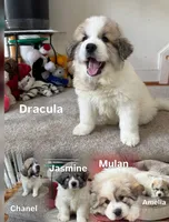 Chanel, a female Great Pyrenees for sale in Richmond, VA – Photo 8 of 10