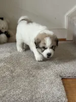 Dracula (Nickname Dracu), a male Great Pyrenees for sale in Richmond, VA – Photo 3 of 8
