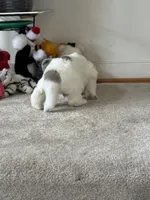 Dracula (Nickname Dracu), a male Great Pyrenees for sale in Richmond, VA – Photo 5 of 8