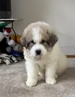 Dracula (Nickname Dracu), a male Great Pyrenees for sale in Richmond, VA – Photo 3 of 9