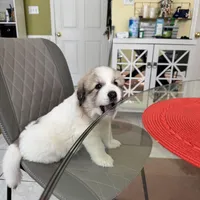 Dracula (Nickname Dracu), a male Great Pyrenees for sale in Richmond, VA – Photo 4 of 9