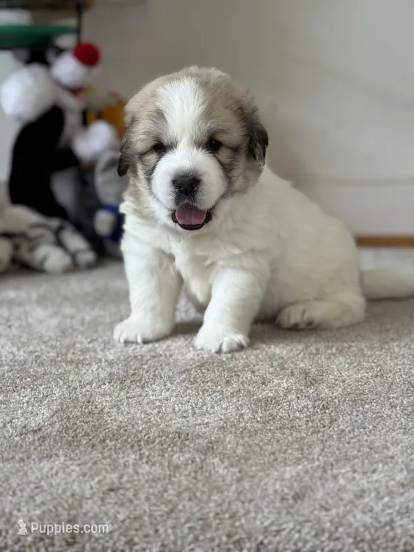 Dracula (Nickname Dracu)