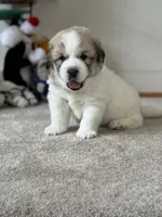 Dracula (Nickname Dracu), a male Great Pyrenees for sale in Richmond, VA – Photo 1 of 8