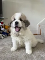 Dracula (Nickname Dracu), a male Great Pyrenees for sale in Richmond, VA – Photo 1 of 9