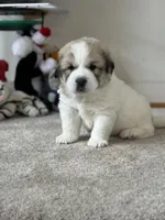 Dracula (Nickname Dracu), a male Great Pyrenees for sale in Richmond, VA – Photo 2 of 8