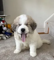 Dracula (Nickname Dracu), a male Great Pyrenees for sale in Richmond, VA – Photo 6 of 9