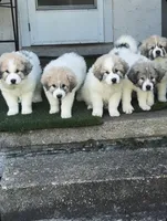 Dracula (Nickname Dracu), a male Great Pyrenees for sale in Richmond, VA – Photo 8 of 9