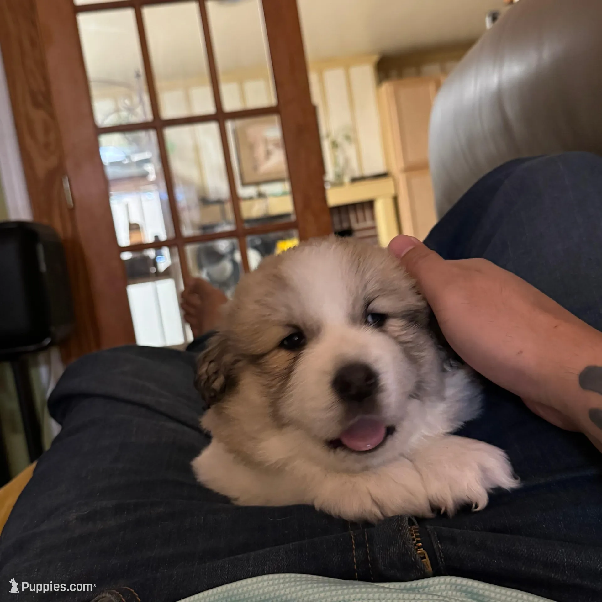 Dracula (Nickname Dracu), a male Great Pyrenees for sale in Richmond, VA – Photo 2 of 9