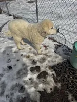 Bronco, a male Great Pyrenees for sale in Richmond, VA – Photo 3 of 4