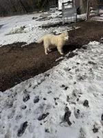 Bronco, a male Great Pyrenees for sale in Richmond, VA – Photo 4 of 4