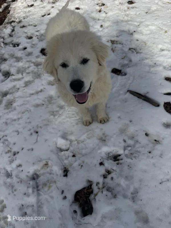 Bronco, a male Great Pyrenees for sale in Richmond, VA – Photo 1 of 4