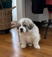 Mulan, a female Great Pyrenees for sale in Richmond, VA – Photo 2 of 10