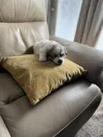 Mulan, a female Great Pyrenees for sale in Richmond, VA – Photo 7 of 10