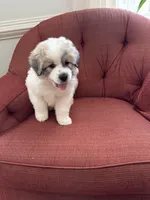 Mulan, a female Great Pyrenees for sale in Richmond, VA – Photo 6 of 10