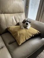 Mulan, a female Great Pyrenees for sale in Richmond, VA – Photo 8 of 10