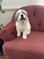 Mulan, a female Great Pyrenees for sale in Richmond, VA – Photo 7 of 10