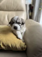 Mulan, a female Great Pyrenees for sale in Richmond, VA – Photo 2 of 10