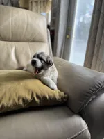 Mulan, a female Great Pyrenees for sale in Richmond, VA – Photo 6 of 10