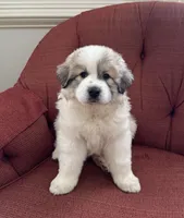 Mulan, a female Great Pyrenees for sale in Richmond, VA – Photo 3 of 10