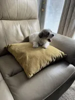 Mulan, a female Great Pyrenees for sale in Richmond, VA – Photo 10 of 10