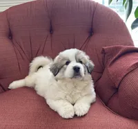 Mulan, a female Great Pyrenees for sale in Richmond, VA – Photo 4 of 10