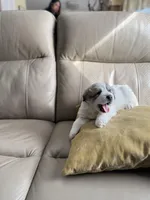 Mulan, a female Great Pyrenees for sale in Richmond, VA – Photo 1 of 10