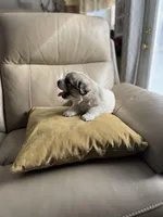 Mulan, a female Great Pyrenees for sale in Richmond, VA – Photo 5 of 10