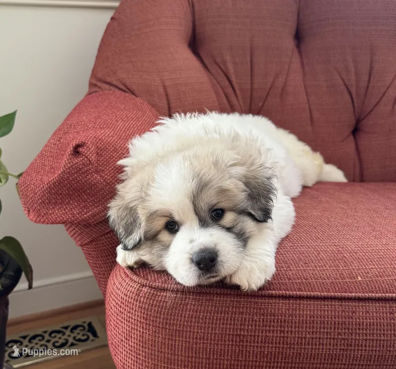 Mulan – Great Pyrenees puppy for sale in Richmond, VA