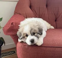 Mulan, a female Great Pyrenees for sale in Richmond, VA – Photo 1 of 10