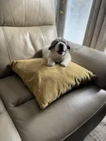 Mulan, a female Great Pyrenees for sale in Richmond, VA – Photo 9 of 10