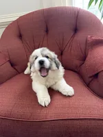Mulan, a female Great Pyrenees for sale in Richmond, VA – Photo 5 of 10