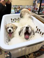 Mulan, a female Great Pyrenees for sale in Richmond, VA – Photo 9 of 10