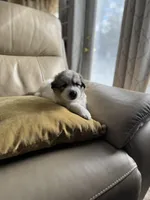 Mulan, a female Great Pyrenees for sale in Richmond, VA – Photo 4 of 10