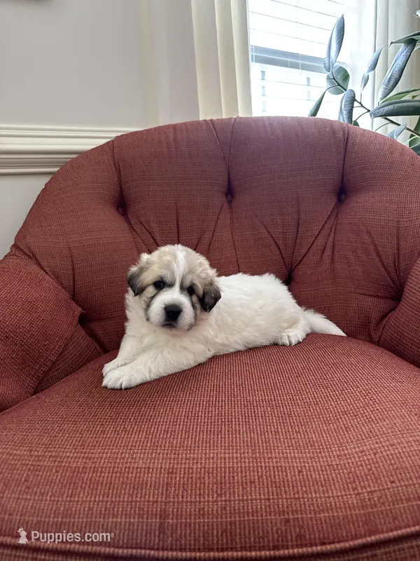 Amelia (named after Amelia Earhart)