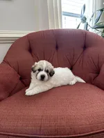 Amelia (named after Amelia Earhart), a female Great Pyrenees for sale in Richmond, VA – Photo 1 of 10