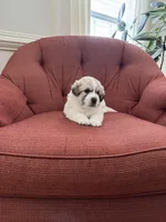 Amelia (named after Amelia Earhart), a female Great Pyrenees for sale in Richmond, VA – Photo 7 of 10