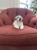 Amelia (named after Amelia Earhart), a female Great Pyrenees for sale in Richmond, VA – Photo 4 of 10