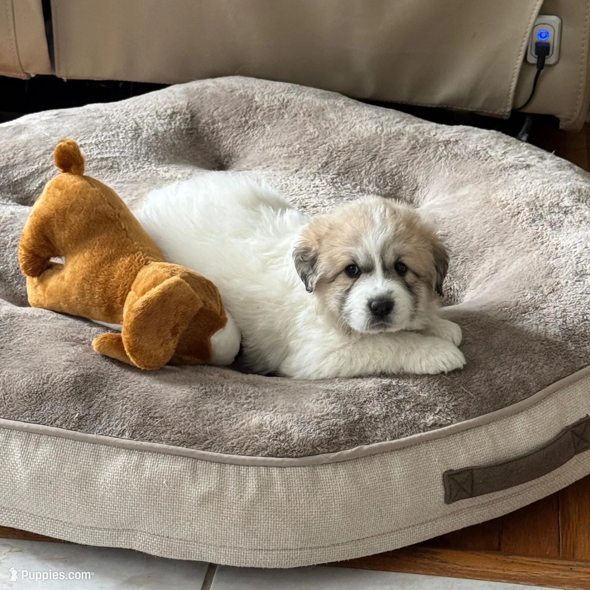 Amelia (named after Amelia Earhart)