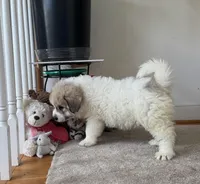 Amelia (named after Amelia Earhart), a female Great Pyrenees for sale in Richmond, VA – Photo 3 of 9