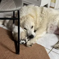 Amelia (named after Amelia Earhart), a female Great Pyrenees for sale in Richmond, VA – Photo 2 of 9