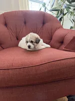 Amelia (named after Amelia Earhart), a female Great Pyrenees for sale in Richmond, VA – Photo 6 of 10