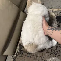 Amelia (named after Amelia Earhart), a female Great Pyrenees for sale in Richmond, VA – Photo 6 of 9