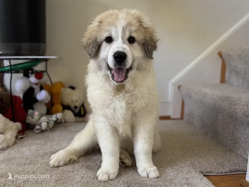 Amelia (named after Amelia Earhart) – Great Pyrenees puppy for sale in Richmond, VA