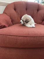 Amelia (named after Amelia Earhart), a female Great Pyrenees for sale in Richmond, VA – Photo 8 of 10
