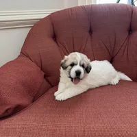 Amelia (named after Amelia Earhart), a female Great Pyrenees for sale in Richmond, VA – Photo 5 of 9
