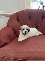 Amelia (named after Amelia Earhart), a female Great Pyrenees for sale in Richmond, VA – Photo 5 of 10